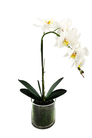 56cm Small Artificial Potted Orchid - Glass Vase (2 PCS)