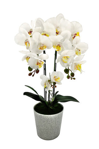 58cm Medium Artificial Potted Orchid - Ceramic Vase (2 PCS)