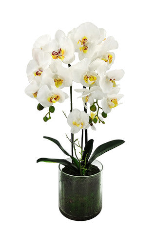 58cm Medium Artificial Potted Orchid - Glass Vase (2 PCS)