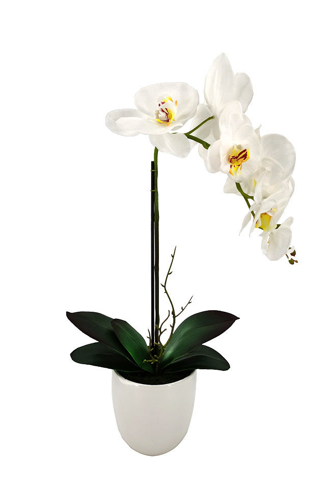 56cm Small Artificial Potted Orchid - Ceramic Vase (2 PCS)