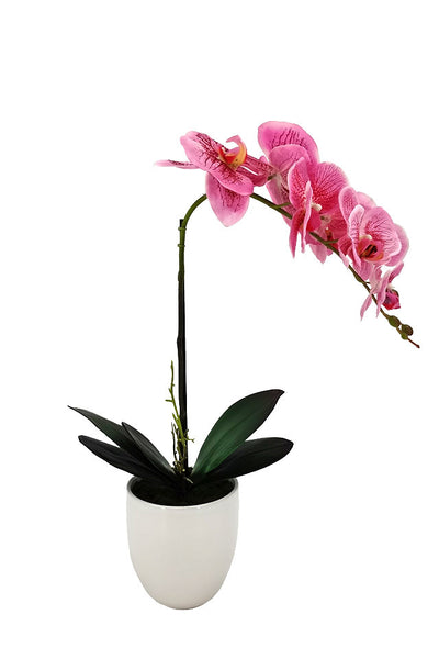 56cm Small Artificial Potted Orchid - Ceramic Vase (2 PCS)