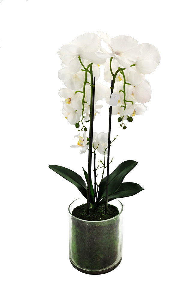 58cm Medium Artificial Potted Orchid - Glass Vase (2 PCS)